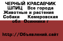 ЧЕРНЫЙ КРАСАВЧИК ШПИЦ - Все города Животные и растения » Собаки   . Кемеровская обл.,Осинники г.